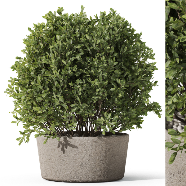 Plants collection 1073