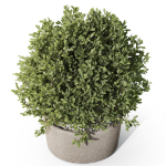 Plants collection 1073