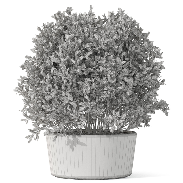 Plants collection 1073