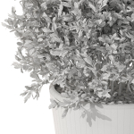 Plants collection 1073