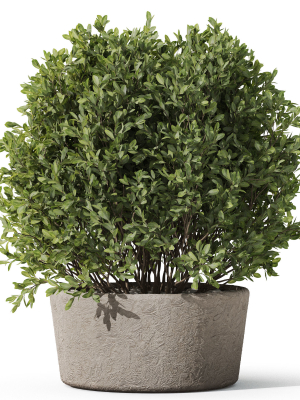 plants-collection-1073-3d-model-e817ce895e