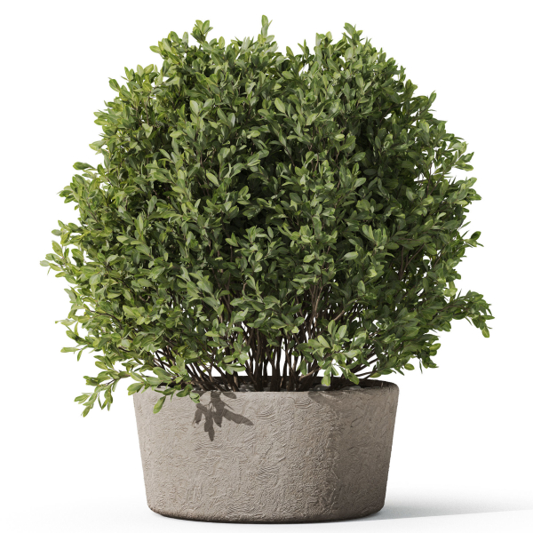 Plants collection 1073