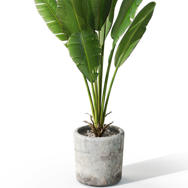 Plants collection 1074