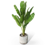 Plants collection 1074
