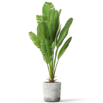 Plants collection 1074