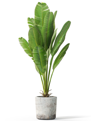plants-collection-1074-3d-model-991f455154
