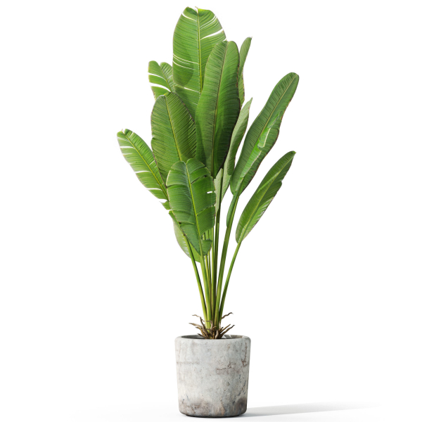 Plants collection 1074
