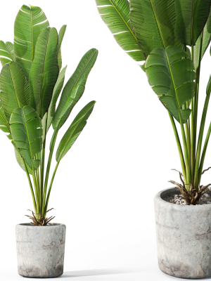 Plants collection 1074