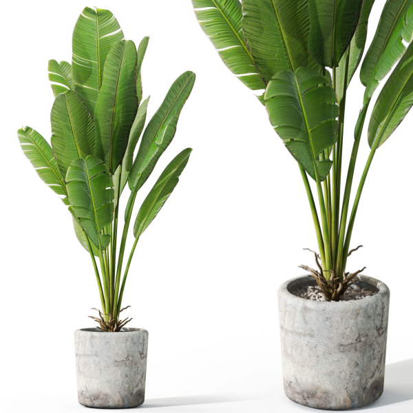 Plants collection 1074