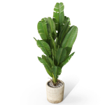 Plants collection 1075
