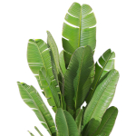 Plants collection 1075