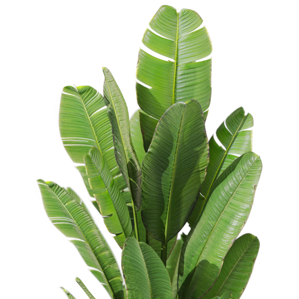 Plants collection 1075