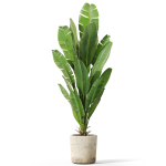 Plants collection 1075