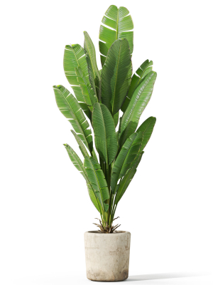 plants-collection-1075-3d-model-28652a8e42