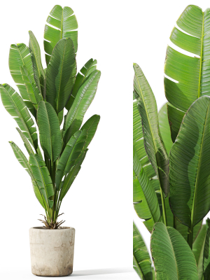 Plants collection 1075