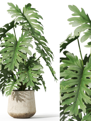 Plants collection 1076