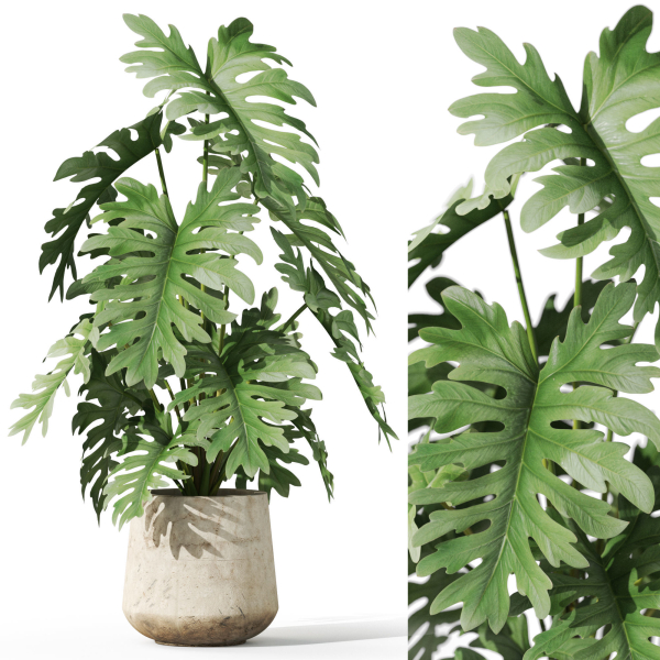 Plants collection 1076