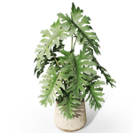 Plants collection 1076