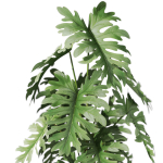 Plants collection 1076