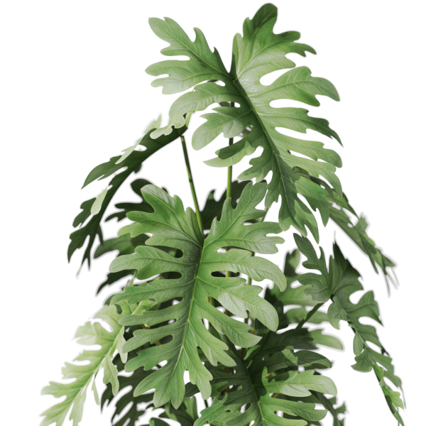 Plants collection 1076