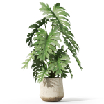 Plants collection 1076
