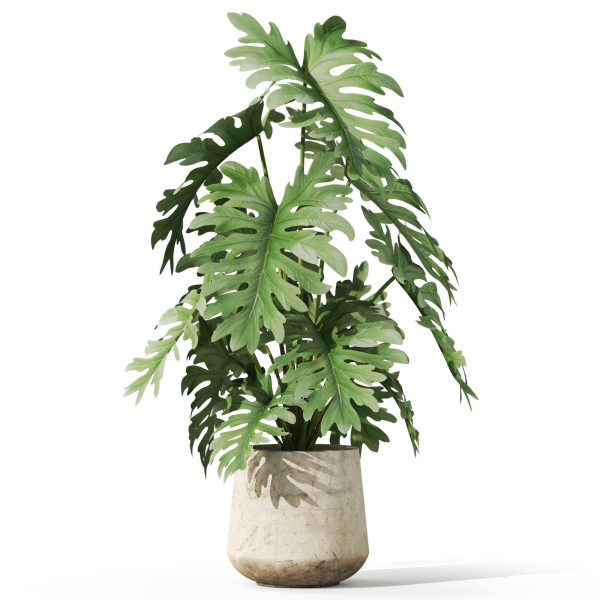 Plants collection 1076