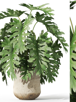 Plants collection 1077