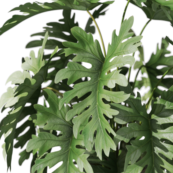 Plants collection 1077