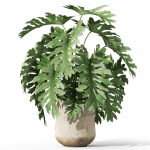 Plants collection 1077