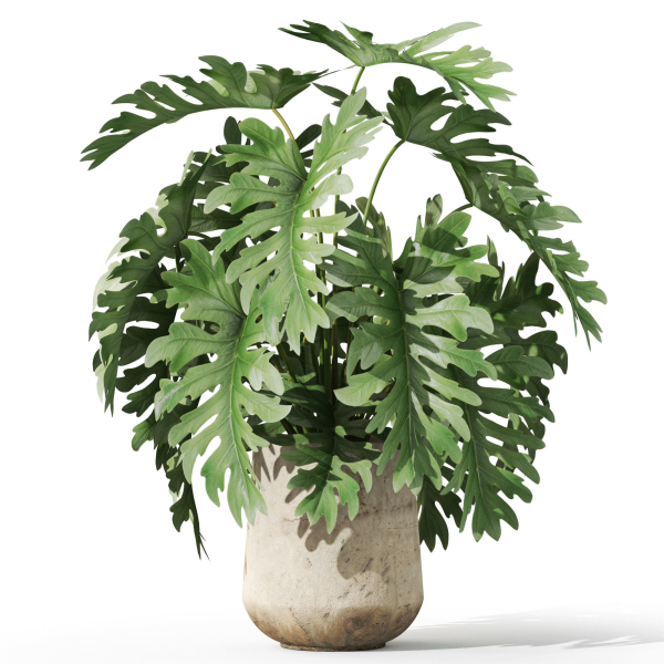 Plants collection 1077