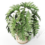 Plants collection 1077