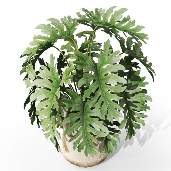 Plants collection 1077