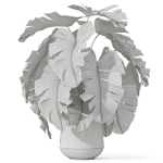 Plants collection 1077