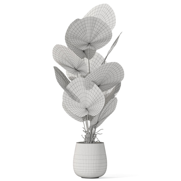 Plants collection 1078