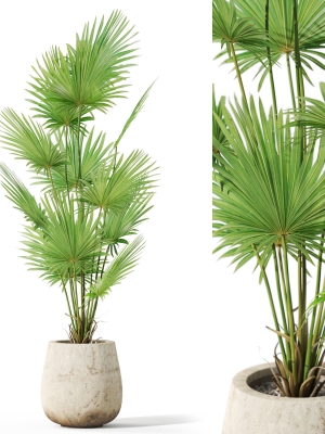 Plants collection 1078