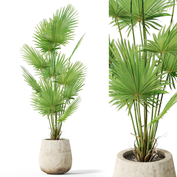 Plants collection 1078