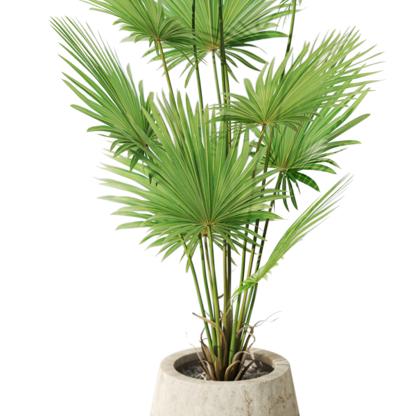 Plants collection 1078