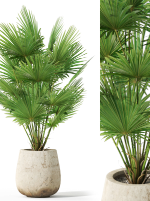 Plants collection 1079