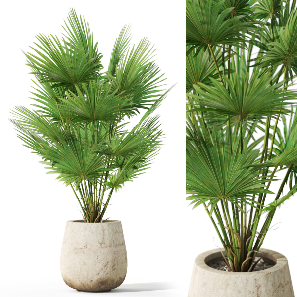 Plants collection 1079