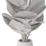 Plants collection 1079