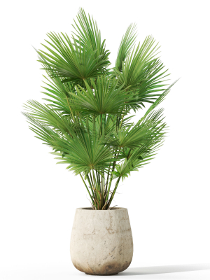 plants-collection-1079-3d-model-8f35854e7c