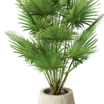 Plants collection 1079