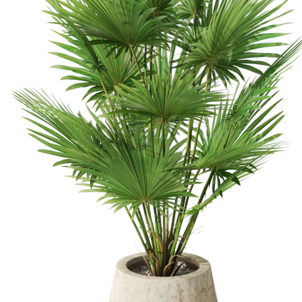 Plants collection 1079
