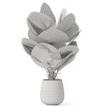 Plants collection 1079