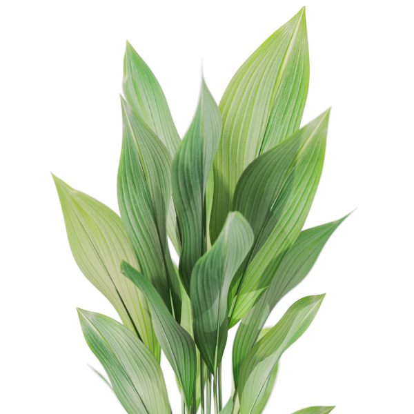 Plants collection 1080