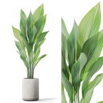 Plants collection 1080