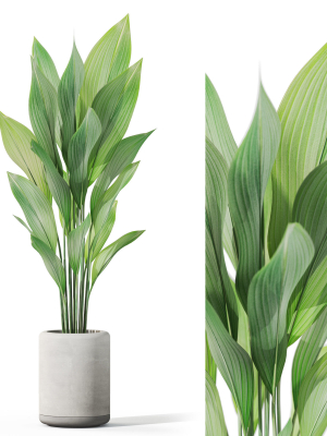 Plants collection 1080