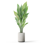 Plants collection 1080