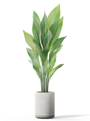 plants-collection-1080-3d-model-937825e963