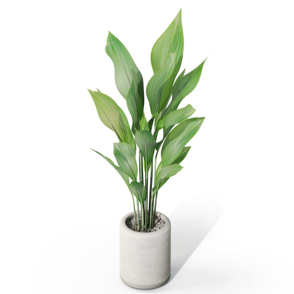 Plants collection 1080